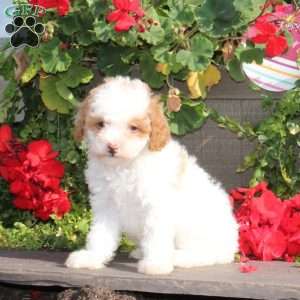 Joy, Cavapoo Puppy